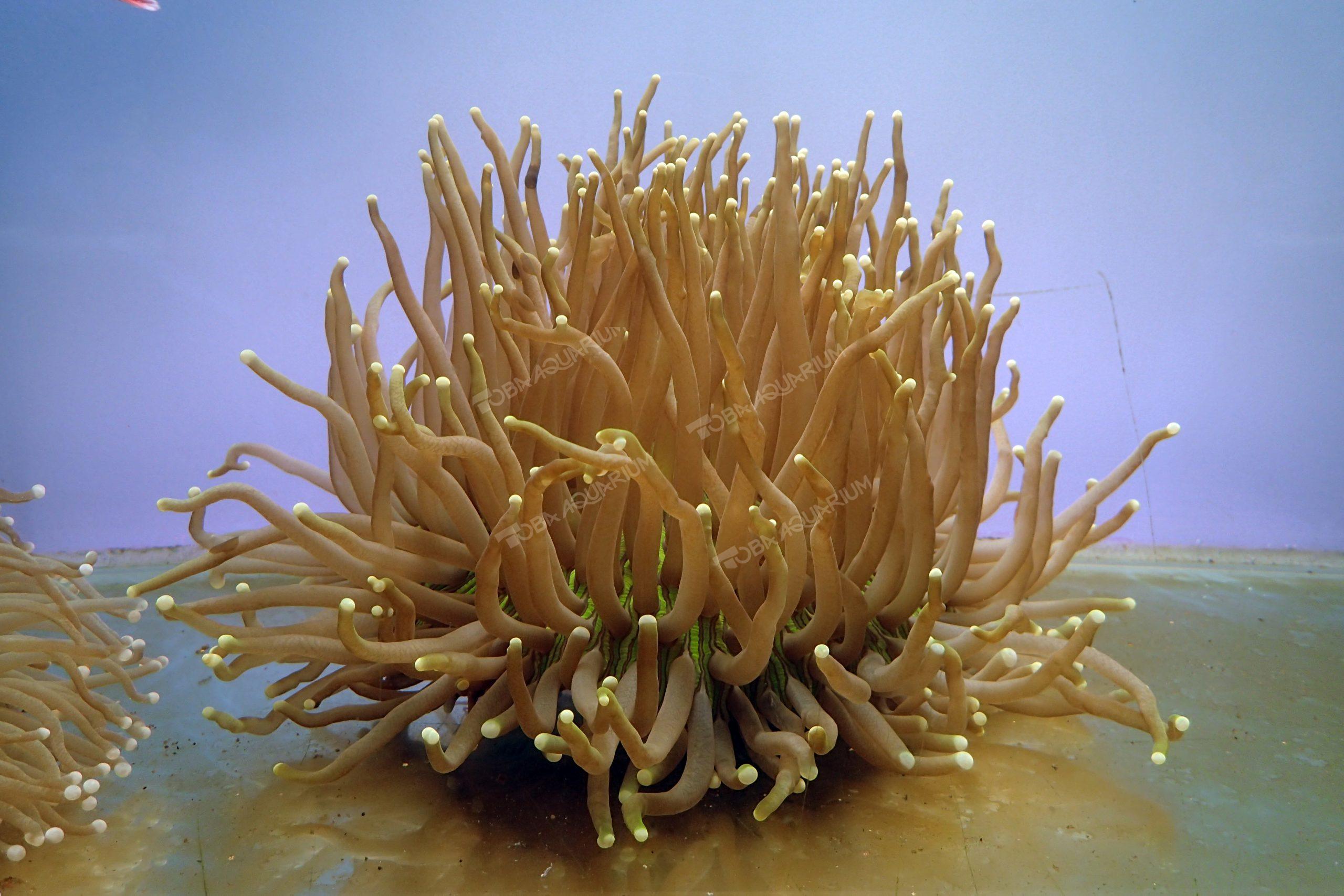 パラオクサビライシ パラオクサビライシ